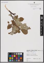 Foto von Salix caprea L.
